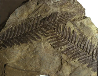 Prehistory: fossil of Neuropteris of the fern family. Era of the Paleozoic, period of the Carboniferous. Found in Villach, Austria