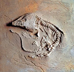 Fossil of Reptile Labidosaurus Hamatus from Texas, Carboniferous Period. Museo Civico di Storia Naturale, Milan