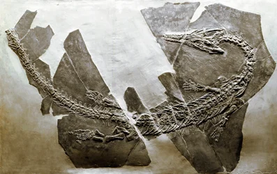 Fossil of the aquatic reptile Askeptosaurus italicus (Middle Triassic)