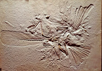 Prehistory: Fossil of the Bird Archaeopteryx