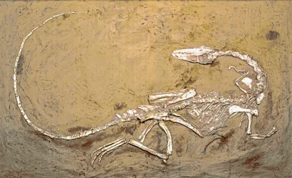 Prehistory: fossil of the dinosaur Coelophysis. Period of the Upper Triassic. Museo civico di storia naturale, Milan