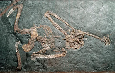 Prehistory: fossil of the great Primate Oreopitheque from Mount Bamboli. Miocene era. Museo civico di storia naturale, Milan