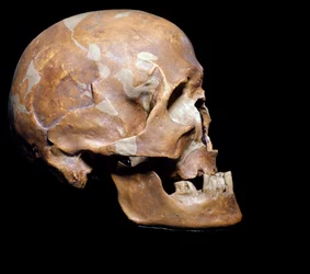 Prehistory: fossil skull of Homo sapiens (Cro-Magnon human) from Chancelade (Dordogne). Magdalenian culture, Upper Paleolithic. 15,000 BC. Museo Civico di Storia Naturale, Milan