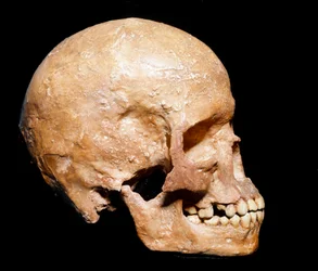 Prehistory: fossil Homo sapiens skull from Grimaldi, Ventimiglia (Italy). Aurignacian culture, Upper Paleolithic. Civic Museum of Natural History, Milan