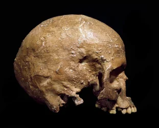 Prehistory: fossil skull of Homo sapiens from Grimaldi, Ventimiglia (Italy). Aurignacian culture, Upper Paleolithic. Civic Museum of Natural History, Milan
