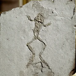 Prehistory: Frog Fossil from the Pueyoi da Tervel Site in Spain