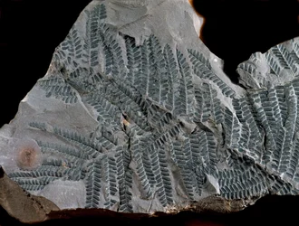 Prehistory: period of the higher carboniferous. Fossil of Acitheca Poymorphe of the fern family. Find in Gottelborn in Germany