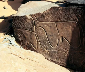 Rock art: grave rock of the representation of cattle (Tazina style, Stone Age 5000-2000 BC)