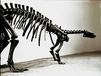 Prehistory: Skeleton of the Camptosaur Dinosaur