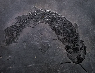 Prehistory: species of fossil Gyroptichus, Paleozoic era, Devonian period. Found in Scotland