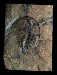 Prehistory: trilobite Olenellus fossil (arthropod). Age of the Paleozoic, period of the Cambrian. Find in Utah, United States