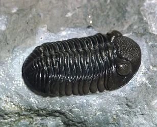 Prehistory: trilobite Phacops Rana fossil (arthropod). Age of the Paleozoic, period of the Devonian. Find in Ohio, United States