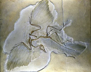 Primitive Birds Called Archaeopteryx. Complete Fossils Found in Bavaria, Upper Jurassic Shales