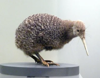 Sample Bird Stuffed Kiwi (Apterygidae), Unable to Fly. Auckland Museum, New Zealand