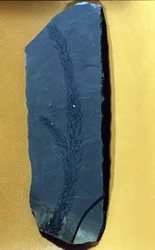 Prehistory: Glyptolepsis keuperiana, fossil conifer of the upper triassic period, mesozoic era