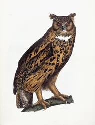 Great Eared Owl
