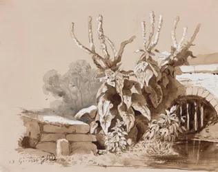 Study of Plants by a Ditch, with Additions by an Instructor