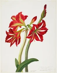 Seedling Amaryllus 1819