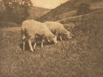 Camera Work: Sheep