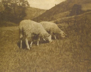 Sheep