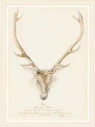 A Stag Shot by John Brown
