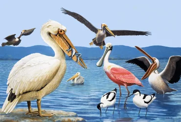 Birds with Strange Beaks