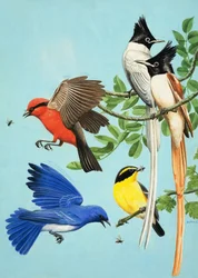 Brightly Coloured Birds