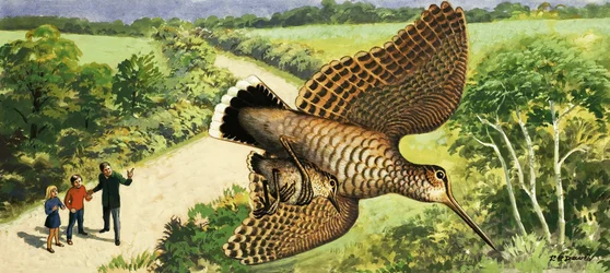 Looking at Nature: The Woodcock