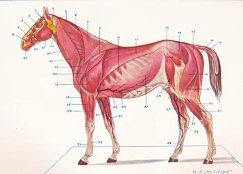 Superficial Muscles, Tendons, etc of a Horse, c1907-c1910