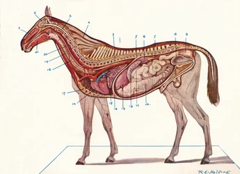 Vertical Section of the Body of a Horse