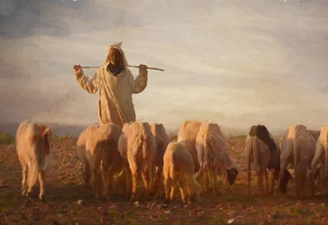 Shepherd Golden Hour