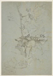 Plant Study