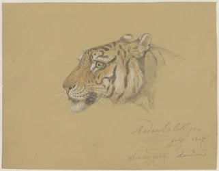 Head of a Tiger