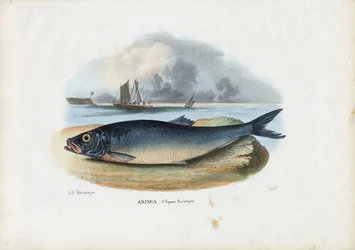 Atlantic Herring