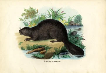 Beaver