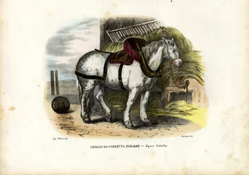 English Farm Horse, 1863-79