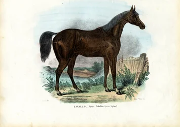 English Horse, 1863-79