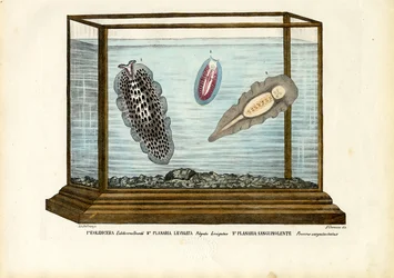 Flat Worms