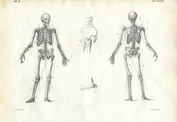Human Being