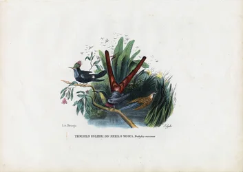 Hummingbirds, 1863-79