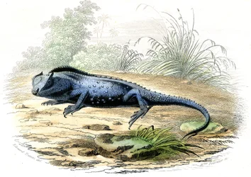 La head fourchue (Lyriocephalus margaritaceus) - Plate extracted from Histoire Naturelle
