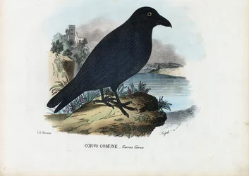 Raven, 1863-79