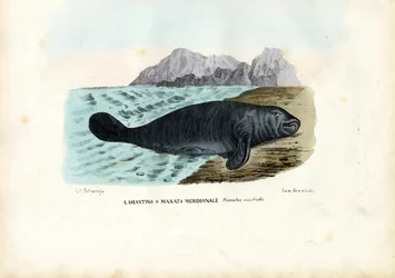 West Indian Manatee, 1863-79