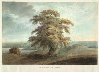 Imlee or Tamarind tree at Allahabad