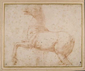 Study of a horse