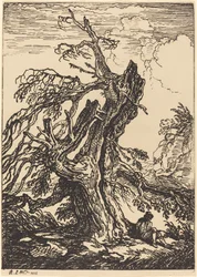 Study of a Tree
