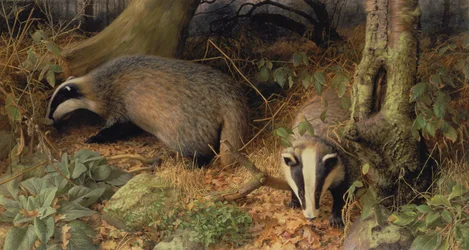 Badgers