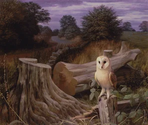 Barn Owl at Dawn