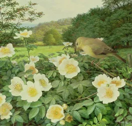 Field Rose and Willow Warbler