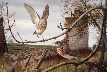 Fieldfares at Eccup, West Yorkshire